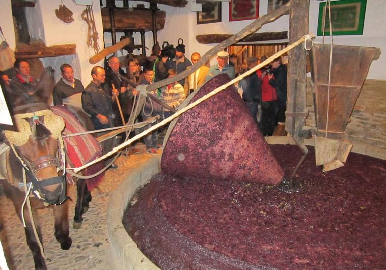 La merecida fiesta del 'oro líquido' de la Axarquía