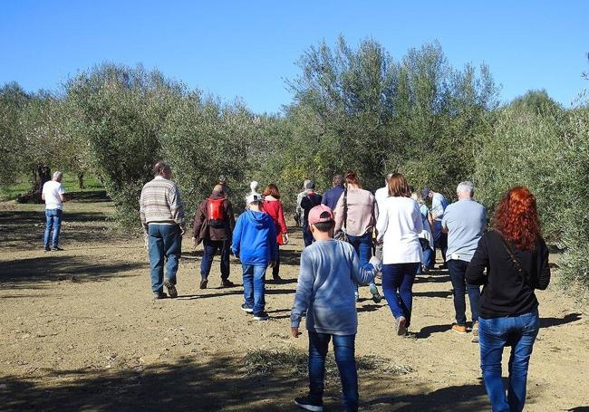 En esta edición se volverá a realizar una ruta entre olivos monumentales.