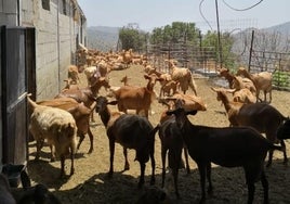 Oleada de robos en el campo malagueño: «Entraron de noche y se llevaron las cabras»