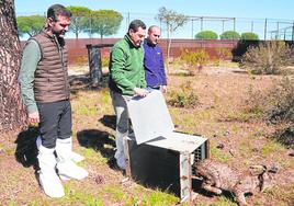 El presidente de la Junta, Juanma Moreno, en la suelta de un lince hembra ayer en Doñana.