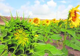 Finca con girasoles.