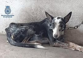 Perro rescatado por la Policía Nacional.