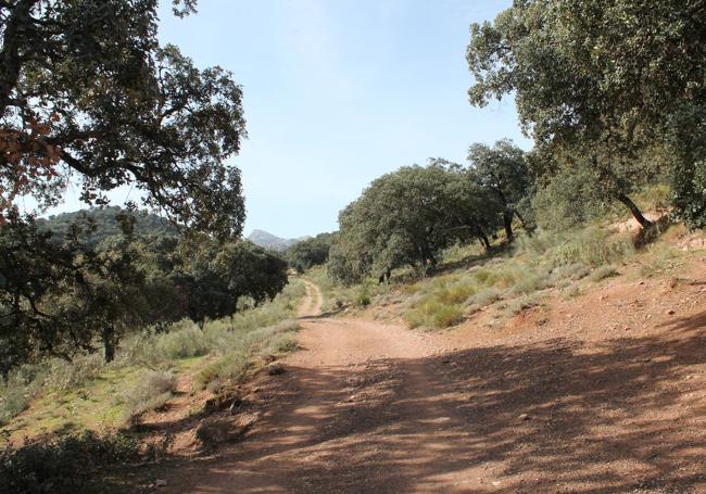 Se atraviesa un denso pinar en el último kilómetro de recorrido