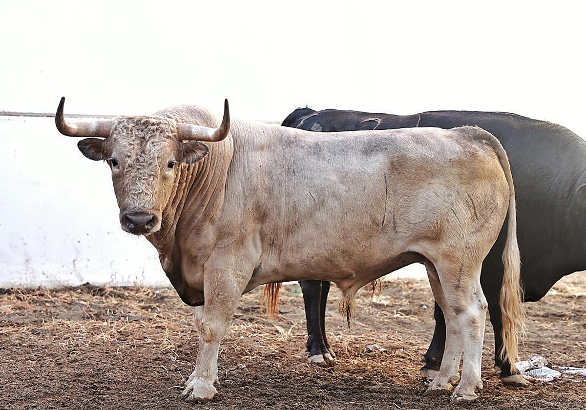 Este toro jabonero será el primero en saltar al coso del Paseo de Reding este año.