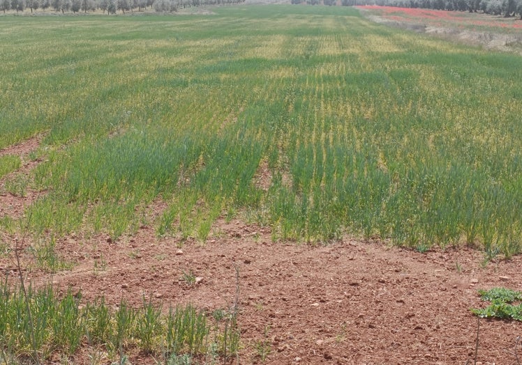 Otra imagen de un cultivo de cereal en malas condiciones por la sequía.