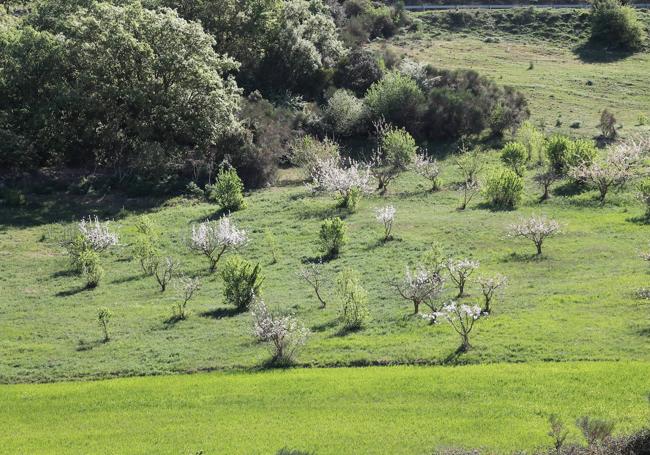 Hay numerosos cerezos en las zonas de cultivo