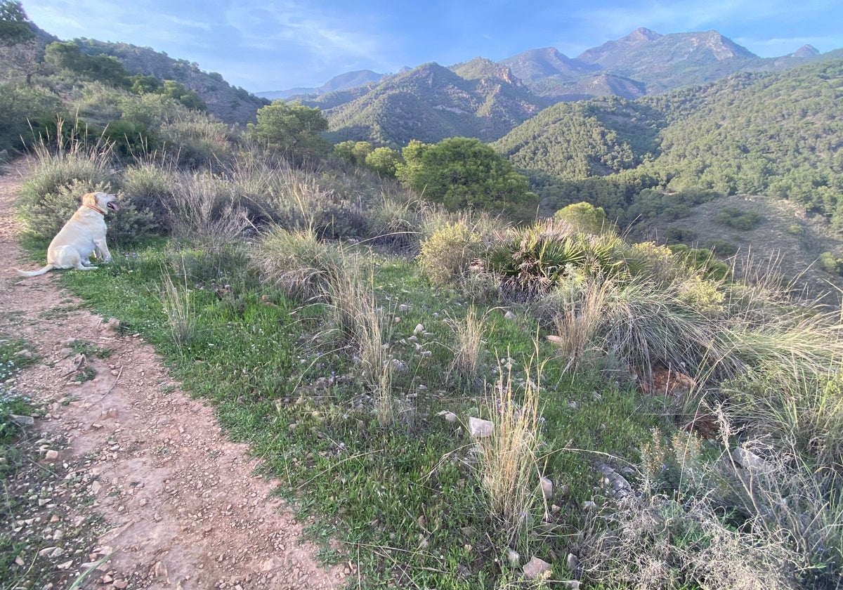 Imagen del pico del Cielo visto desde el sendero de la Cueva de Nerja.