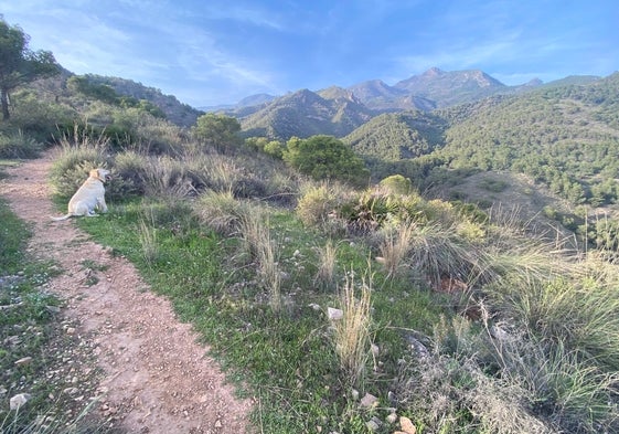 Imagen del pico del Cielo visto desde el sendero de la Cueva de Nerja.