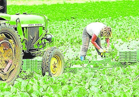 Las hortalizas son las que están tirando de las exportaciones andaluzas en los primeros meses del año.