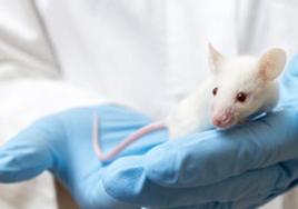 Crean un fármaco en gel que detiene los tumores cerebrales en ratones