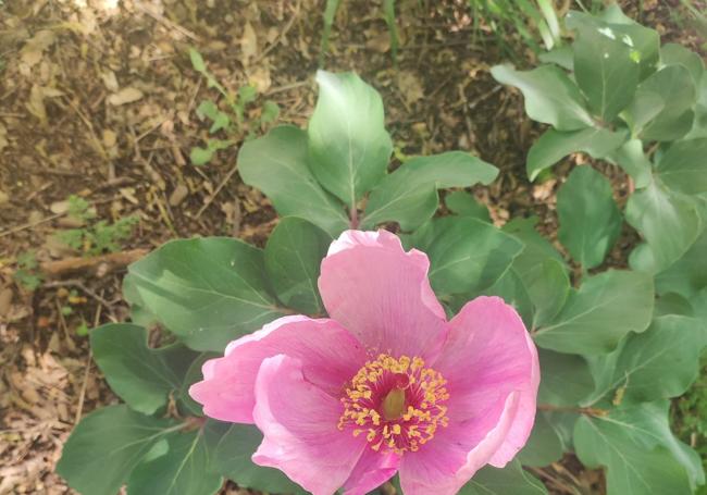 Flor de la peonía silvestre, situada en la zona alta de esta ruta