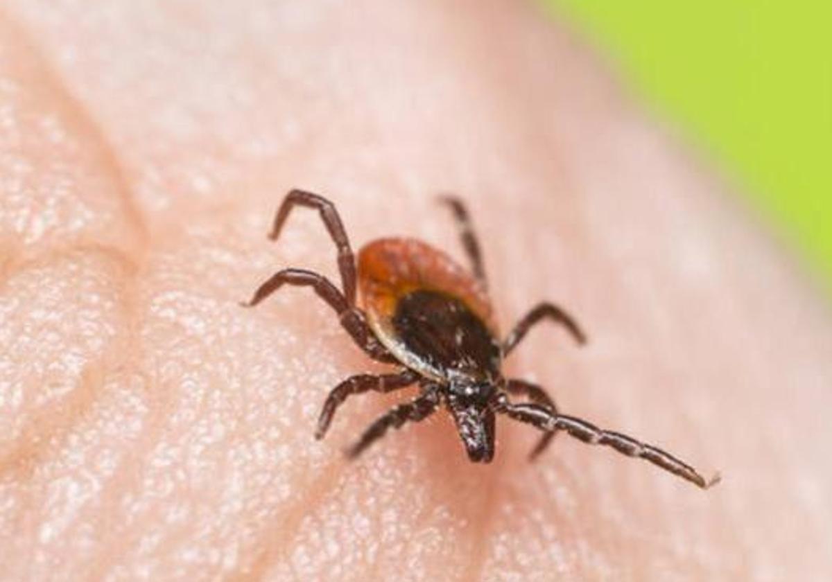 Mosquitos, garrapatas o ratas: alertan de que el calor de esta semana adelantará las plagas típicas del verano