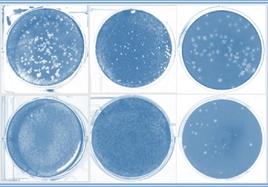 Efecto inhibidor de la infección por SARS-CoV-2 en células humanas de colon (izquierda) y pulmón (centro) y por TGEV en células de testículo porcinas (derecha) de las moléculas sintéticas de ARN (panel inferior).