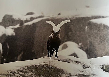 Imagen secundaria 1 - Arriba, Sebastián García Acosta, con su equipo en la Sierra de Gredos en noviembre de 2021; abajo a la izquierda, un macho montés en la nieve en la misma sierra, y a la izquierda, el 'supercampeón', asomado al mar desde un tejado.