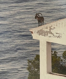 Imagen secundaria 2 - Arriba, Sebastián García Acosta, con su equipo en la Sierra de Gredos en noviembre de 2021; abajo a la izquierda, un macho montés en la nieve en la misma sierra, y a la izquierda, el 'supercampeón', asomado al mar desde un tejado.