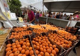 Cajas de nísperos, este domingo en la fiesta de Sayalonga.