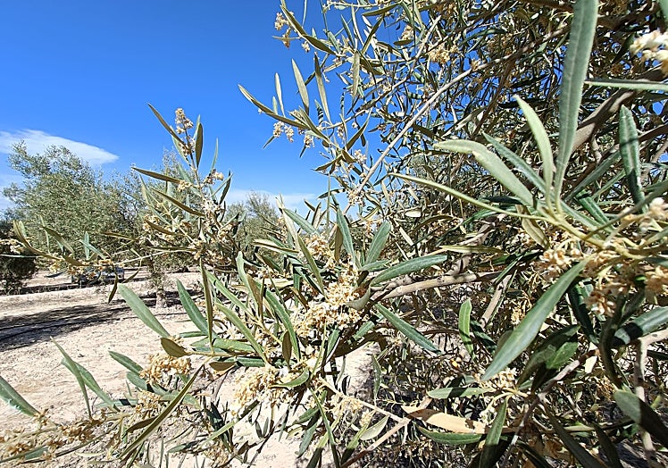 La sequía se hace visible en los olivos de la provincia de Málaga.