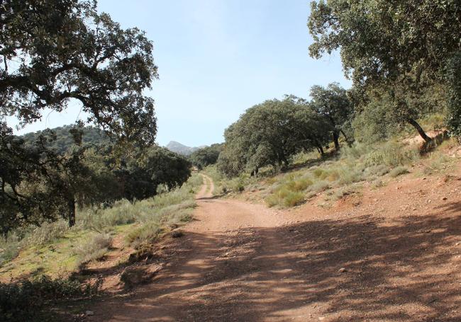 Vegetación. Las rutas de la sierra de Santiago y de Siete Pozos muestran encinares como éste.