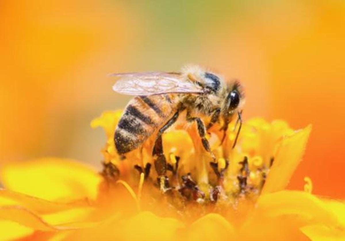 El fuego podría tener efectos positivos sobre las comunidades de hormigas y abejas, según el CSIC