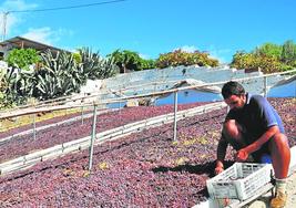 La pasa de Málaga es un producto ancestral.