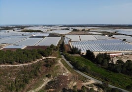 Explotaciones de frutos rojos en el entorno de Doñana.