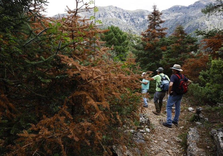 Un tramo del sendero, bordeado de pinsapos jóvenes.