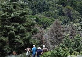 Varios pinsapos adultos secos se mezclan con otros en plena vitalidad en el corazón de la Sierra de las Nieves.