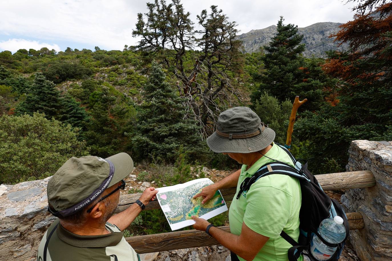 La situación de los pinsapos en la Sierra de las Nieves por la sequía, en imágenes