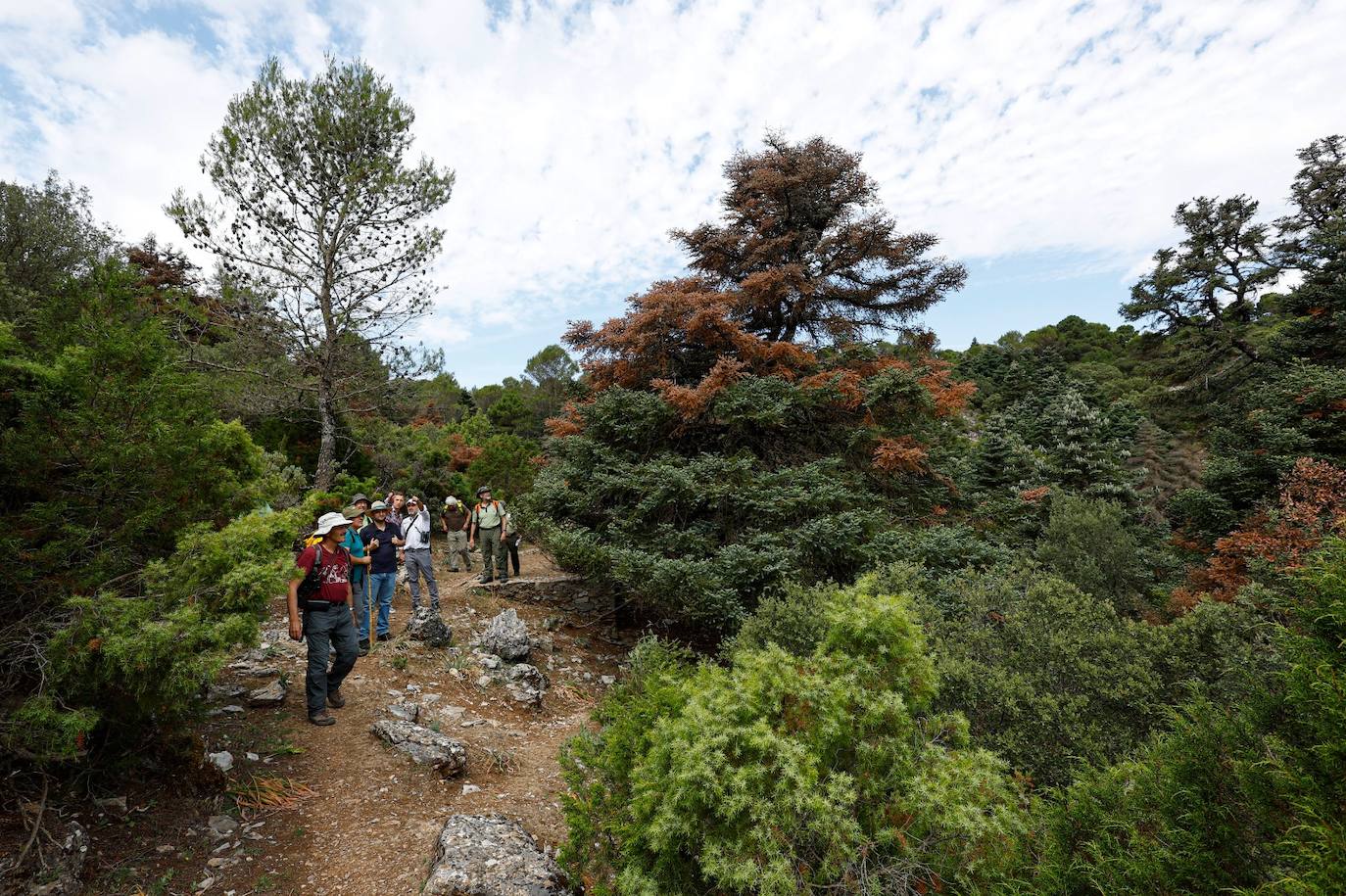 La situación de los pinsapos en la Sierra de las Nieves por la sequía, en imágenes