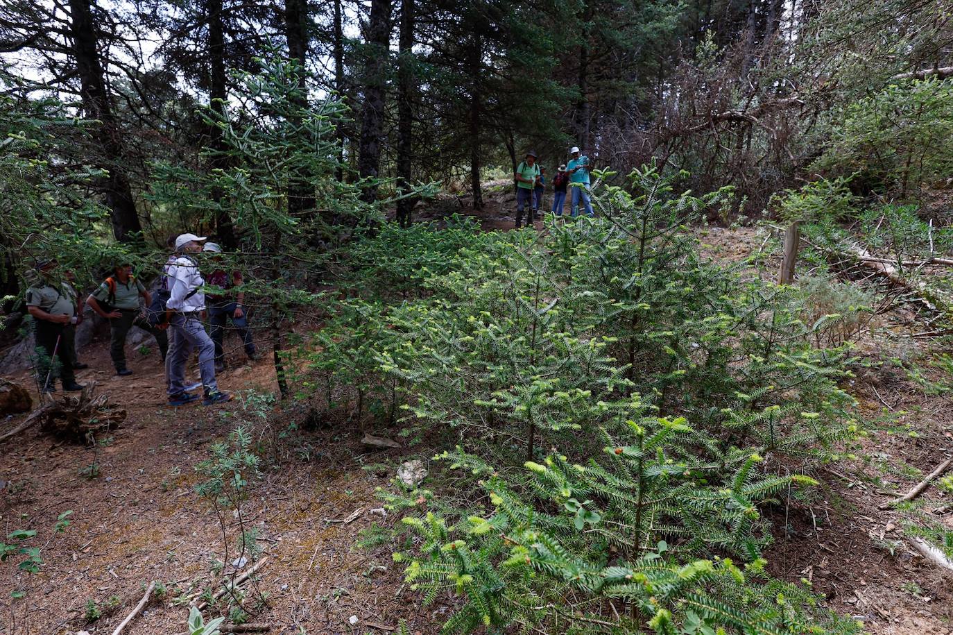 La situación de los pinsapos en la Sierra de las Nieves por la sequía, en imágenes