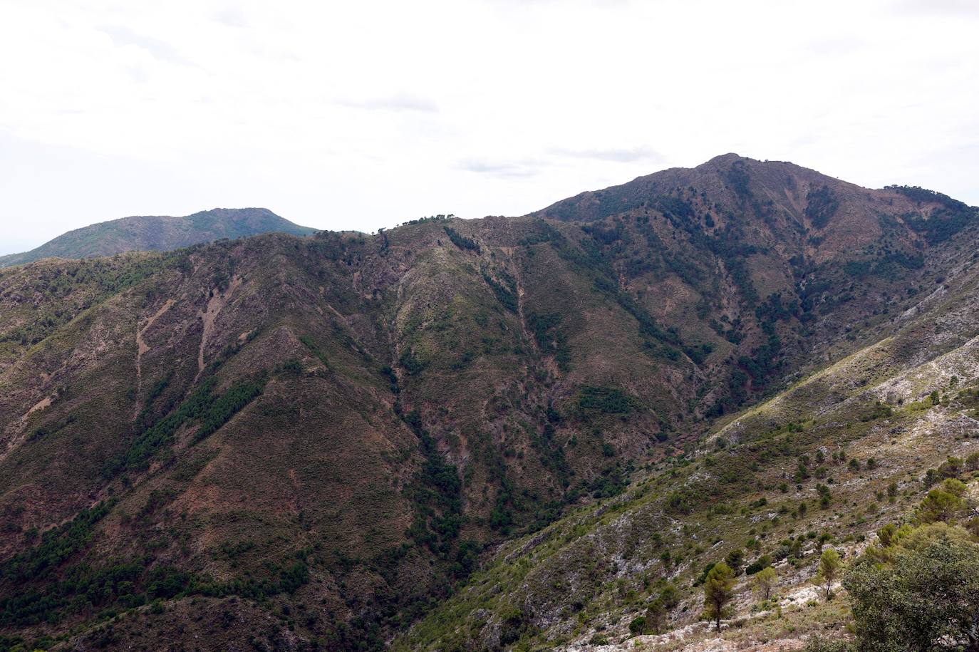 La situación de los pinsapos en la Sierra de las Nieves por la sequía, en imágenes