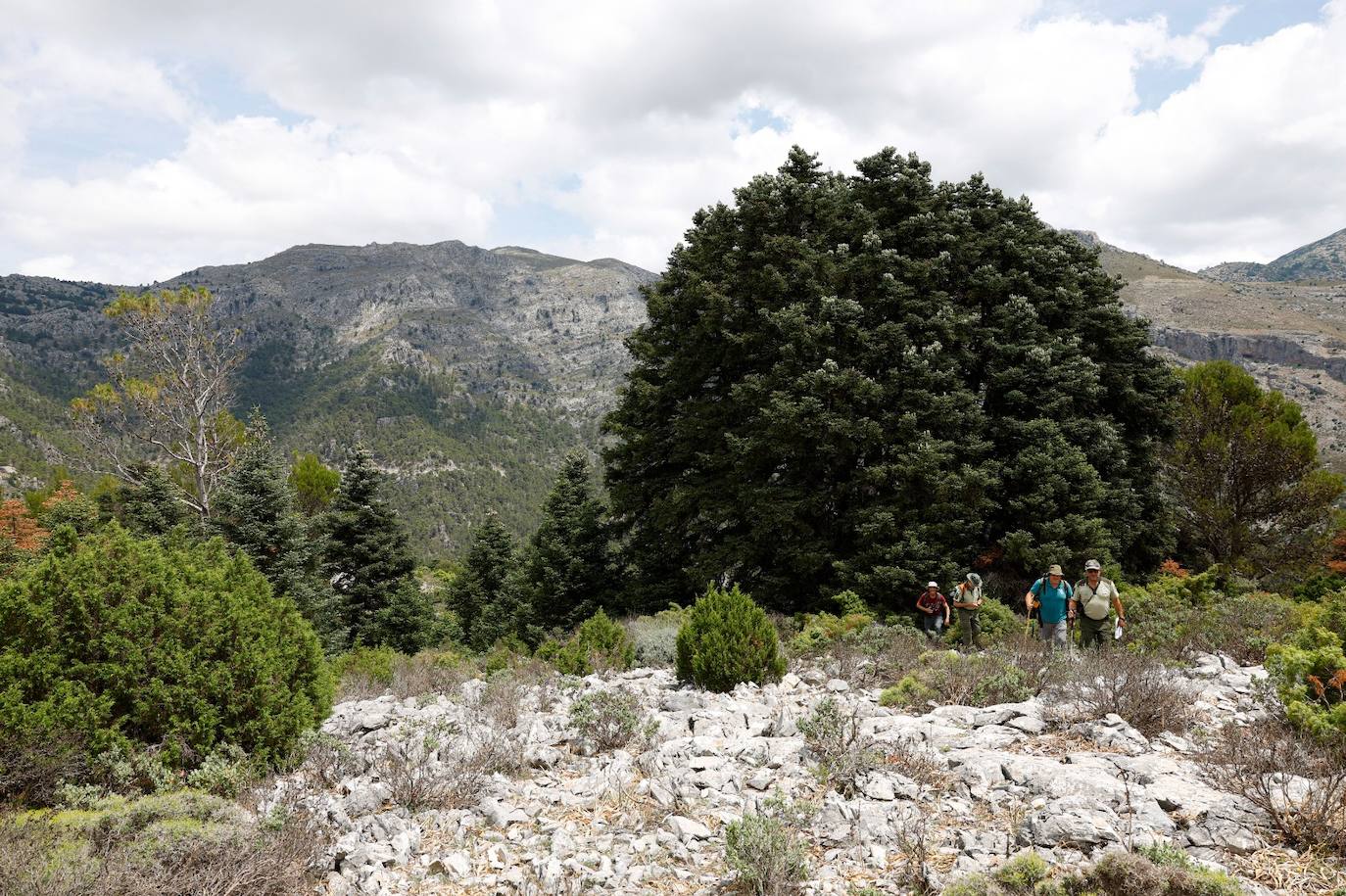 La situación de los pinsapos en la Sierra de las Nieves por la sequía, en imágenes