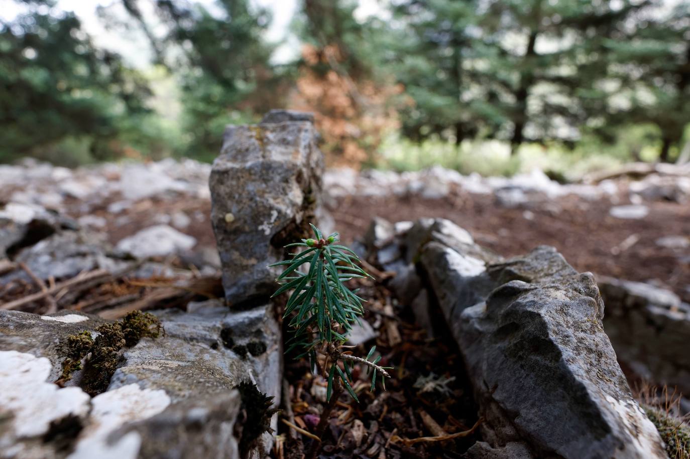 La situación de los pinsapos en la Sierra de las Nieves por la sequía, en imágenes