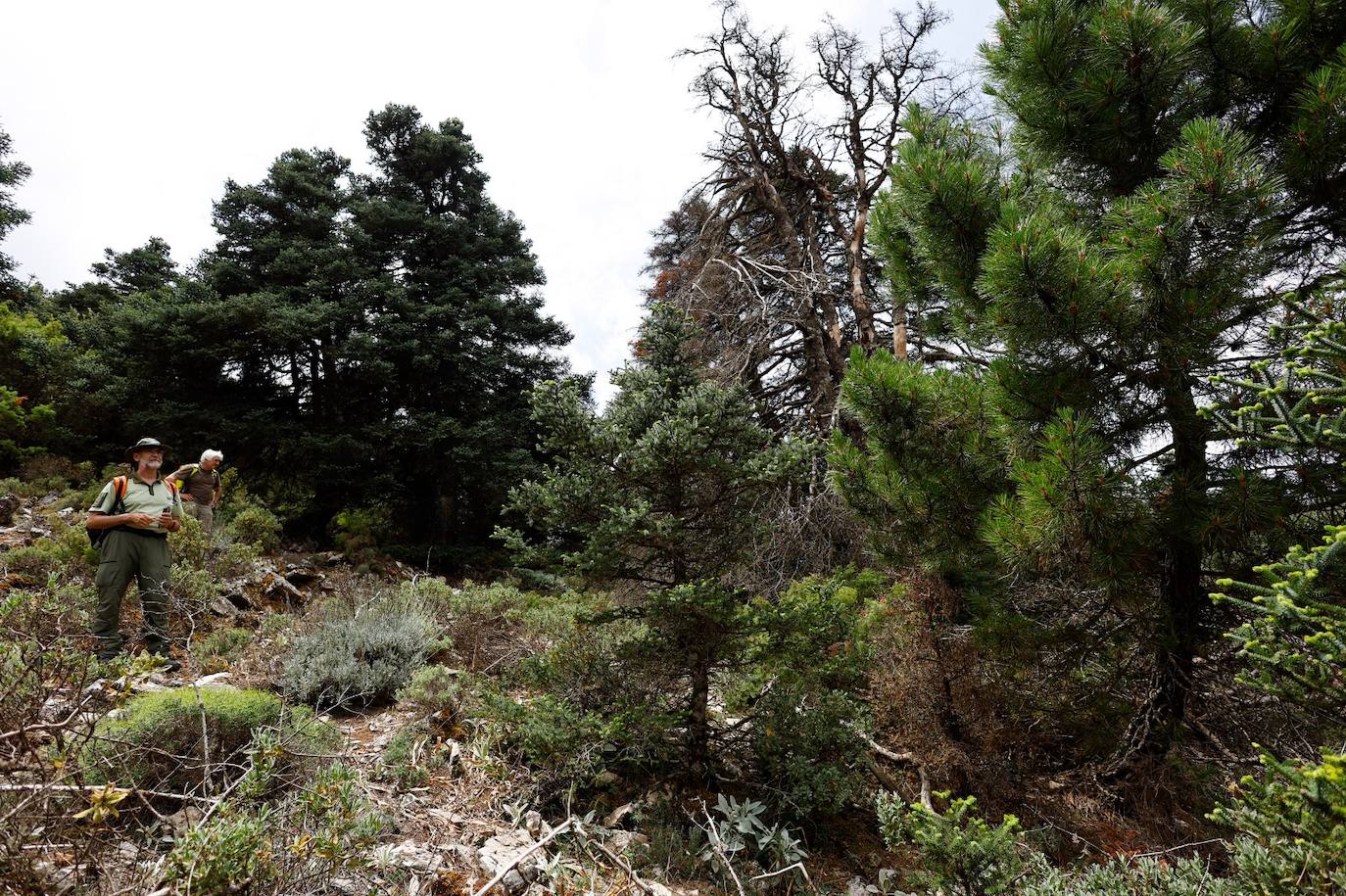 La situación de los pinsapos en la Sierra de las Nieves por la sequía, en imágenes