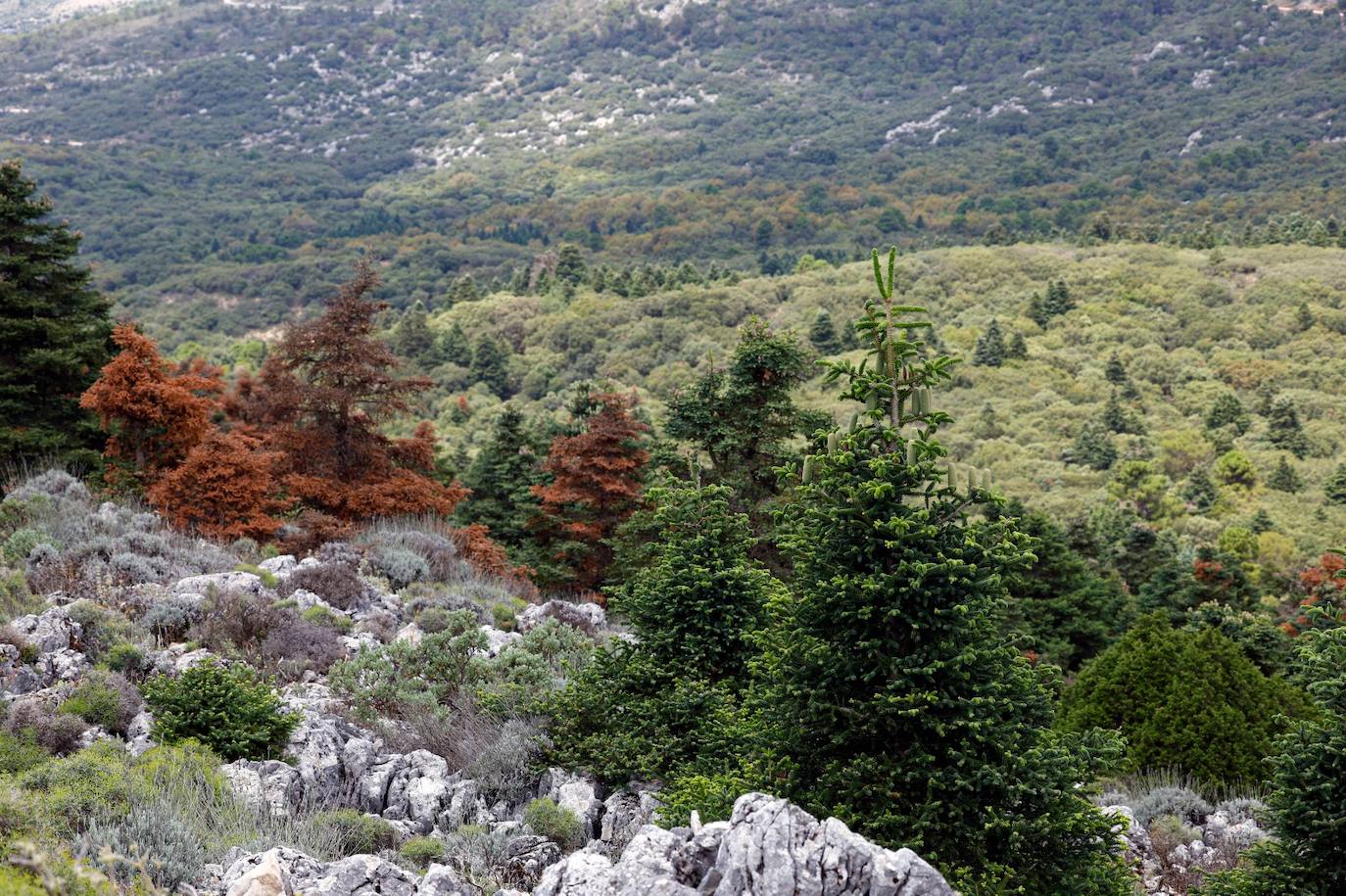 La situación de los pinsapos en la Sierra de las Nieves por la sequía, en imágenes