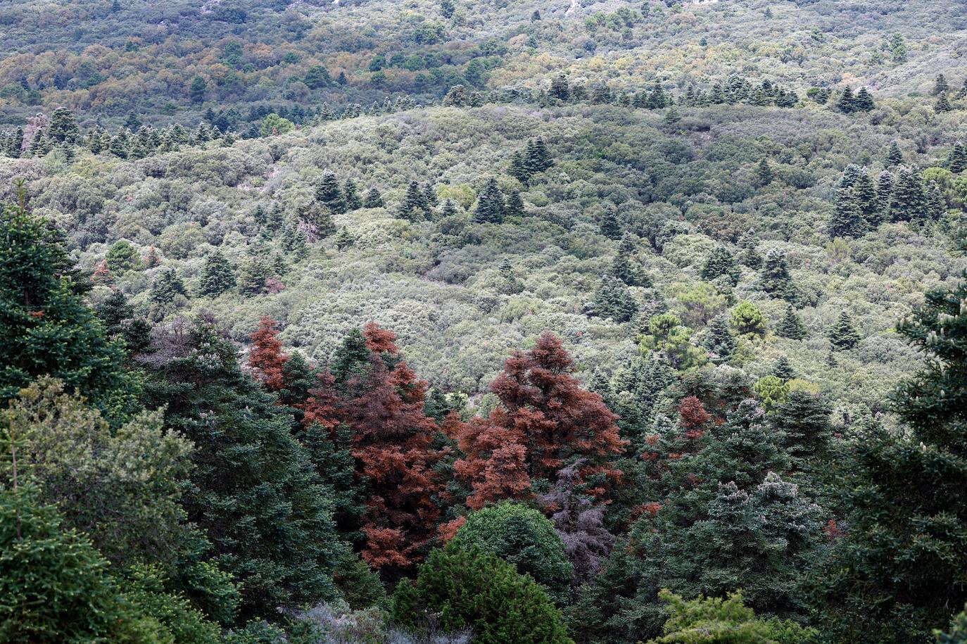 La situación de los pinsapos en la Sierra de las Nieves por la sequía, en imágenes