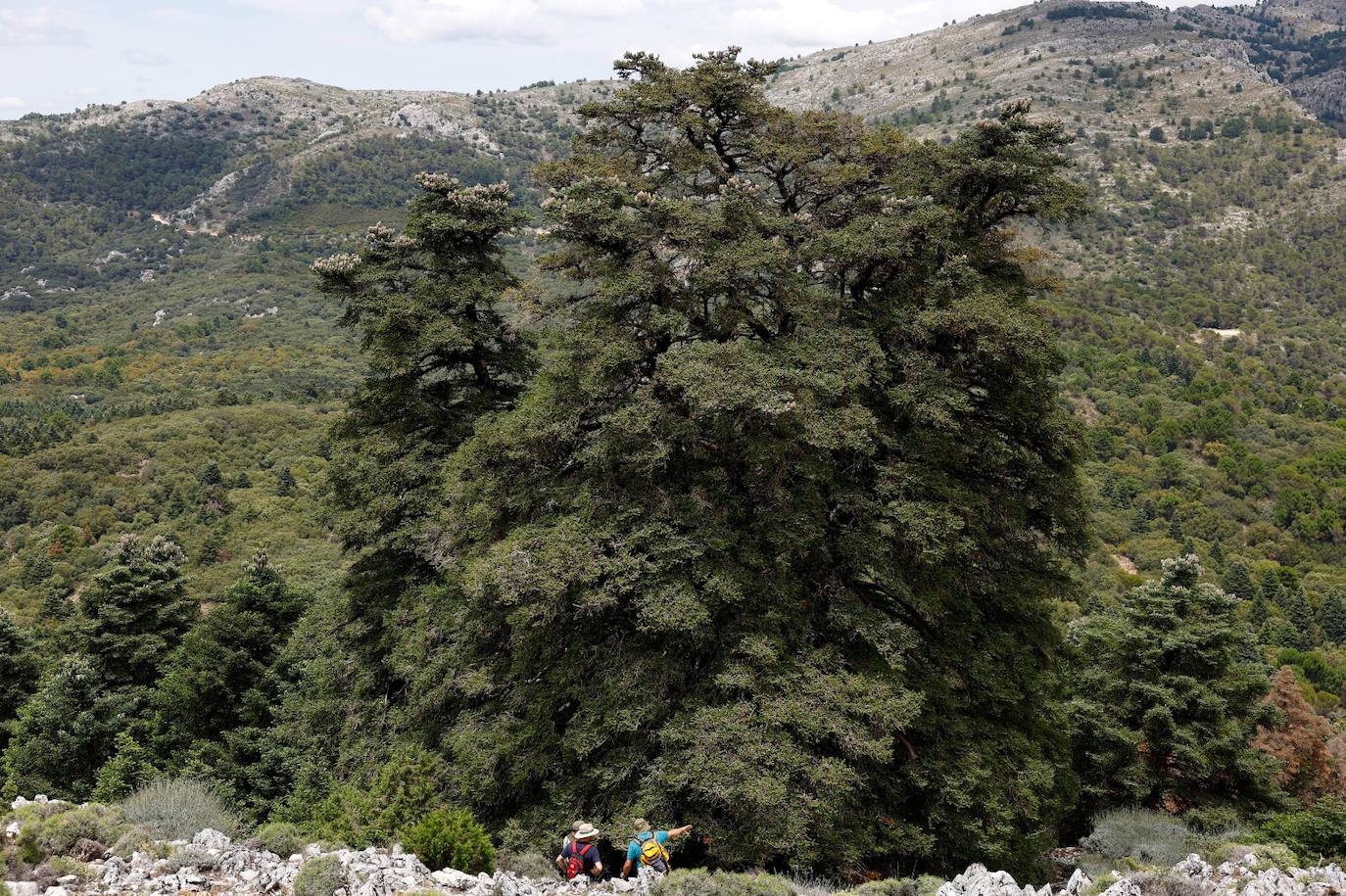 La situación de los pinsapos en la Sierra de las Nieves por la sequía, en imágenes