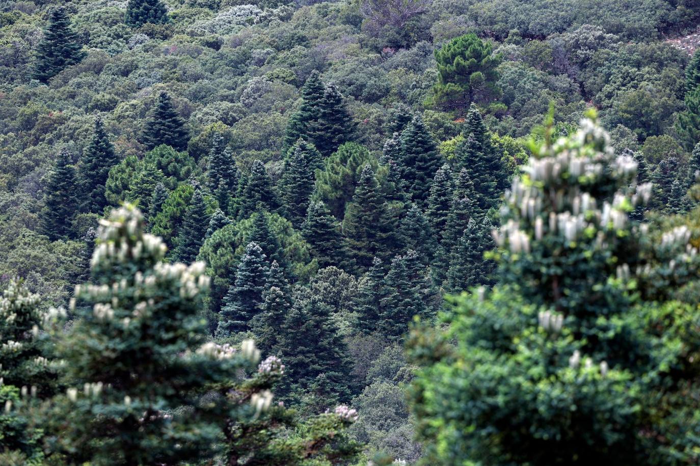 La situación de los pinsapos en la Sierra de las Nieves por la sequía, en imágenes