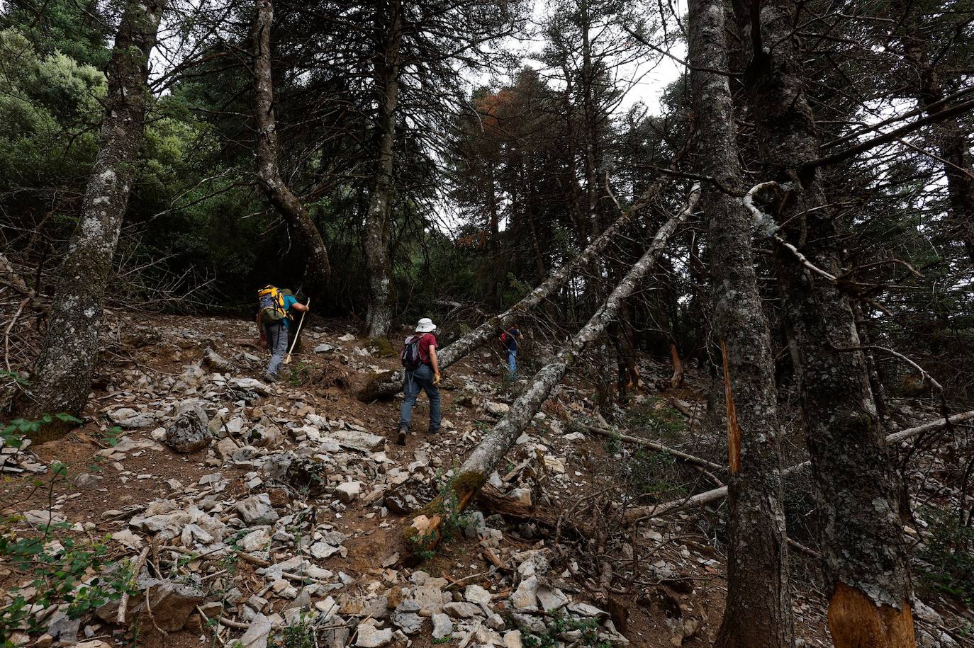 La situación de los pinsapos en la Sierra de las Nieves por la sequía, en imágenes