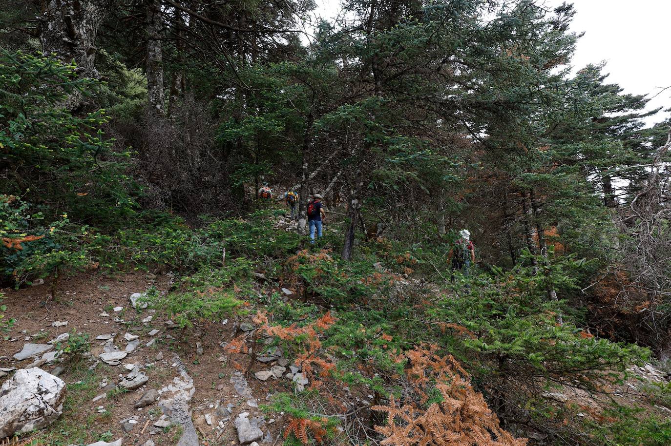 La situación de los pinsapos en la Sierra de las Nieves por la sequía, en imágenes