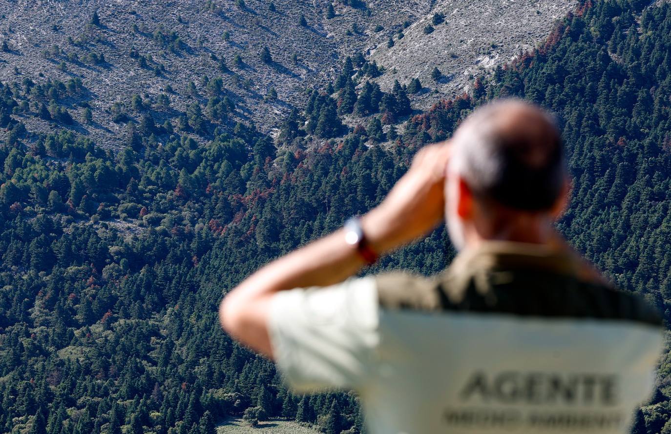 La situación de los pinsapos en la Sierra de las Nieves por la sequía, en imágenes