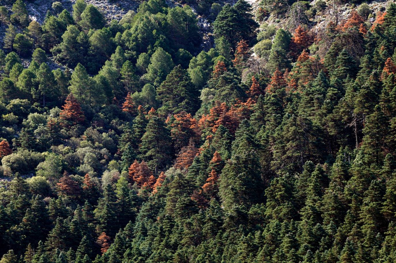 La situación de los pinsapos en la Sierra de las Nieves por la sequía, en imágenes