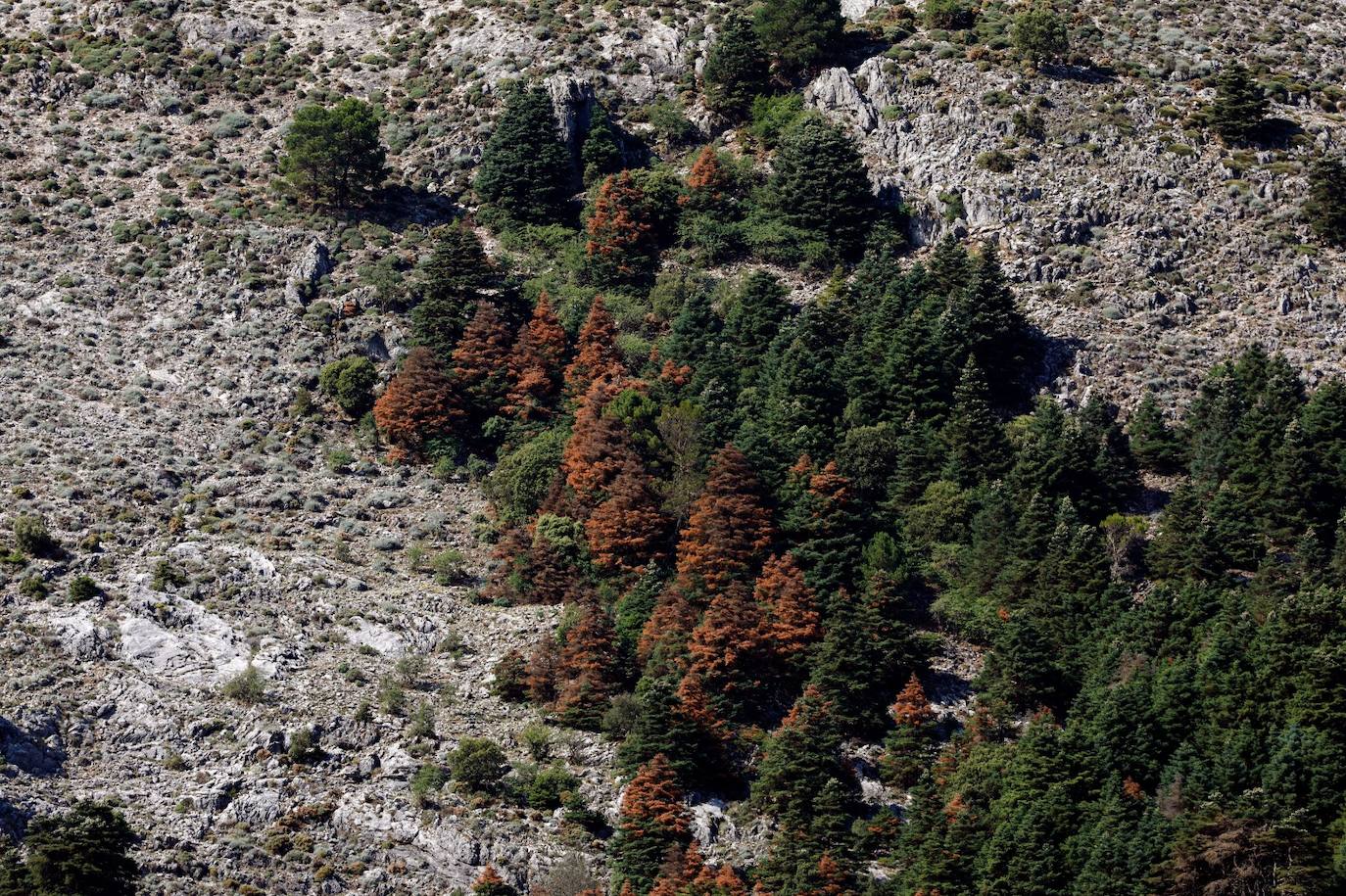 La situación de los pinsapos en la Sierra de las Nieves por la sequía, en imágenes