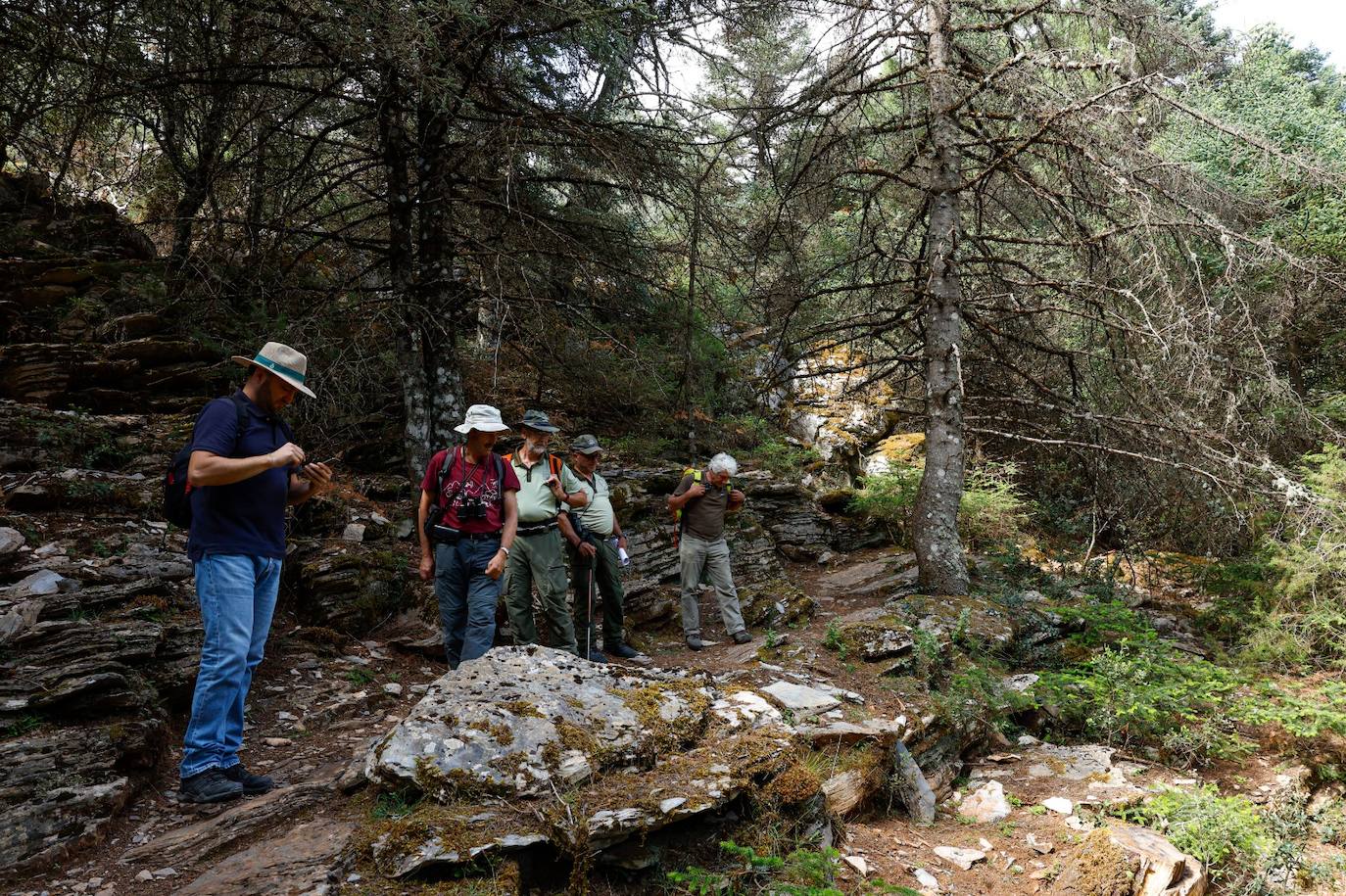 La situación de los pinsapos en la Sierra de las Nieves por la sequía, en imágenes