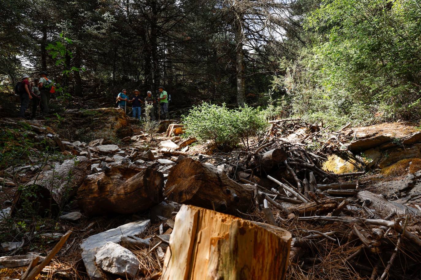 La situación de los pinsapos en la Sierra de las Nieves por la sequía, en imágenes