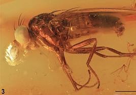 Descubren una nueva familia de insectos a partir de un fósil conservado en ámbar