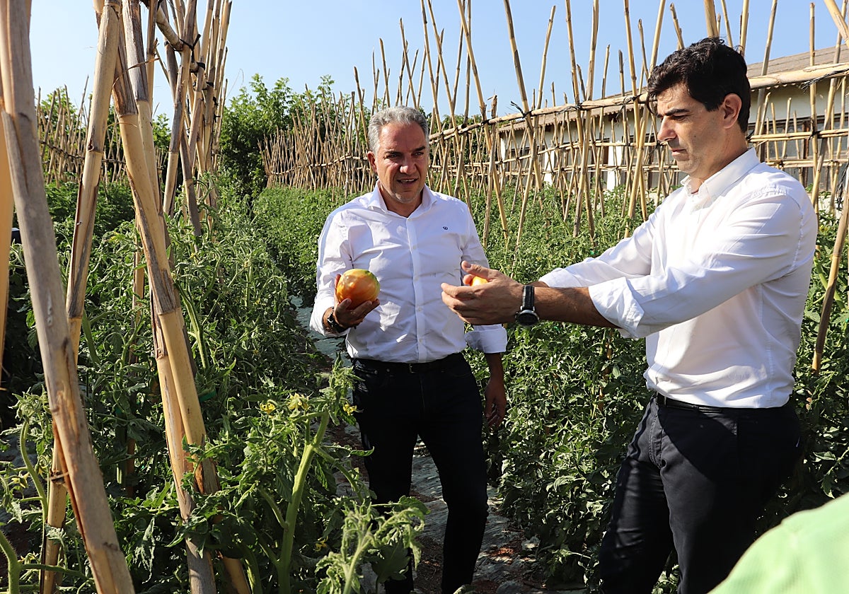 Bendodo junto al alcalde de Coín, Francisco Santos, en una plantación de tomates.