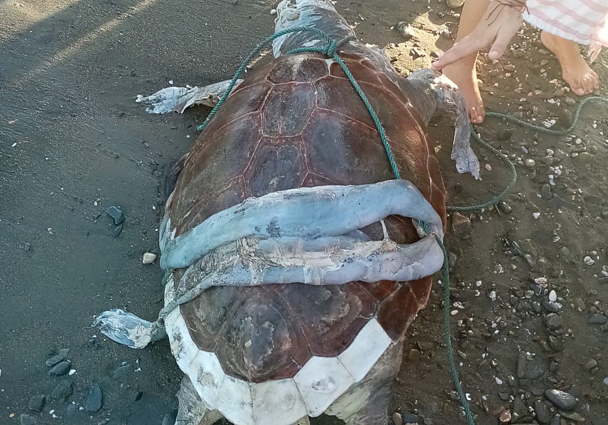 Imagen del ejemplar que ha sido localizado este martes en la playa de La Cala del Moral.