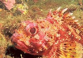 Una nueva técnica permite hallar por primera vez bacterias con interés farmacéutico en babosas marinas