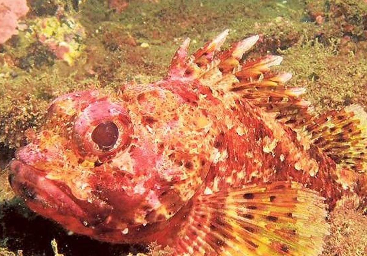 Una nueva técnica permite hallar por primera vez bacterias con interés farmacéutico en babosas marinas